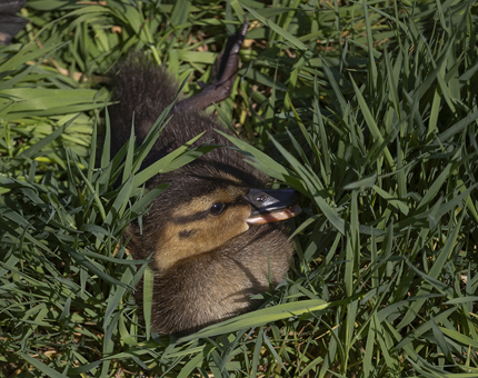 A duckling lying in the grass.