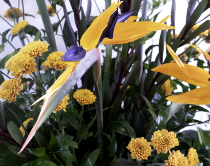 A display of bright yellow flowers. 
