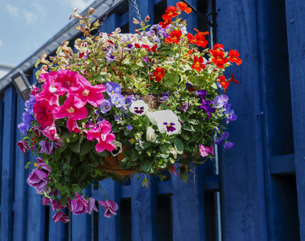 Brightly coloured floral hanging baskets.