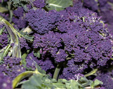 Purple broccoli. 