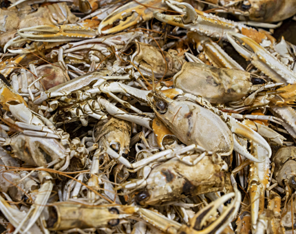 A tray of langoustines.