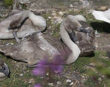 Signets sitting on the grass on Fingal's Quayside. 