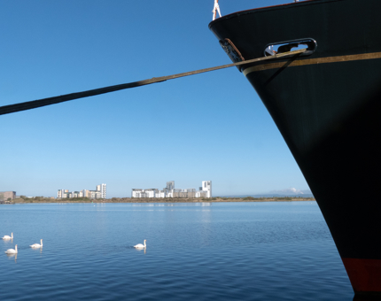 Swans swimming by Britannia