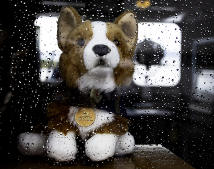 Cuddly corgi toy looks out through a rainy window.