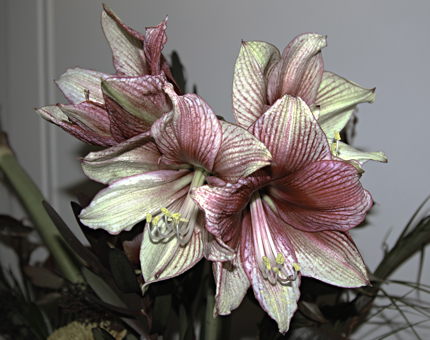 Close-up of pink and white flowers. 