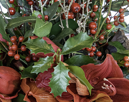 Close-up view of holly leaves, berries and red festive flowers. 
