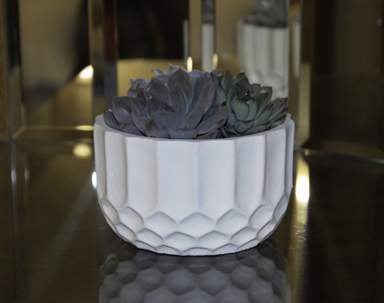 A succulent plant sitting in one of the cabins at Fingal.