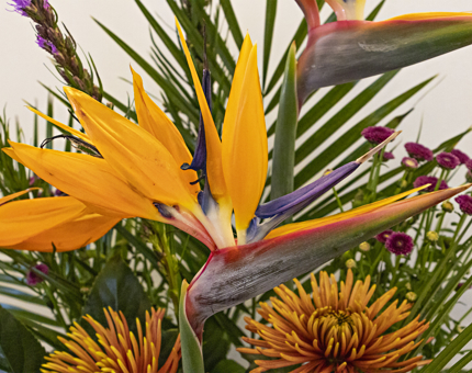 The bright orange blooms of Birds of Paradise flowers with green leafy foliage. 