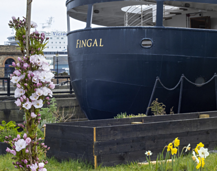 The stern of Fingal with pink blossom, and daffodils in the foreground. There is a planter containing Fingal's meadow. 