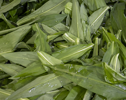 Wild garlic prepared for use in a dish. 