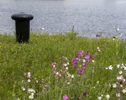 Fingal's wildflower meadow containing pink, purple and white flowers. 