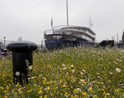 The meadow at Fingal.