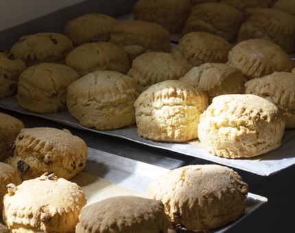 A tray containing rows of plain and fruit scones.