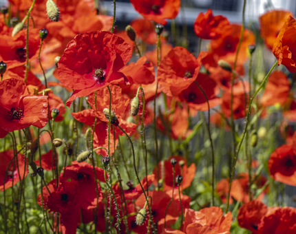 A close-up of a barrel filled with bright red poppies. 