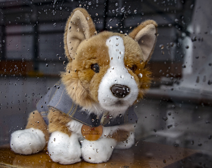 A cuddly Corgi soft toy looking out a rainy window on Britannia's Bridge. 