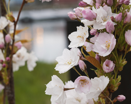 A close up of blossom flowers.