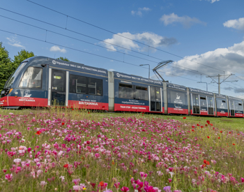 An Edinburgh tram that is advertising Britannia. It is navy blue with a red strip along the bottom. There are white logos on it of Britannia, a ship. There are pink and red flowers in the foreground.  An Edinburgh tram that is advertising Britannia. It is navy blue with a red strip along the bottom. There are white logos on it of Britannia, a ship. There are pink and red flowers in the foreground.