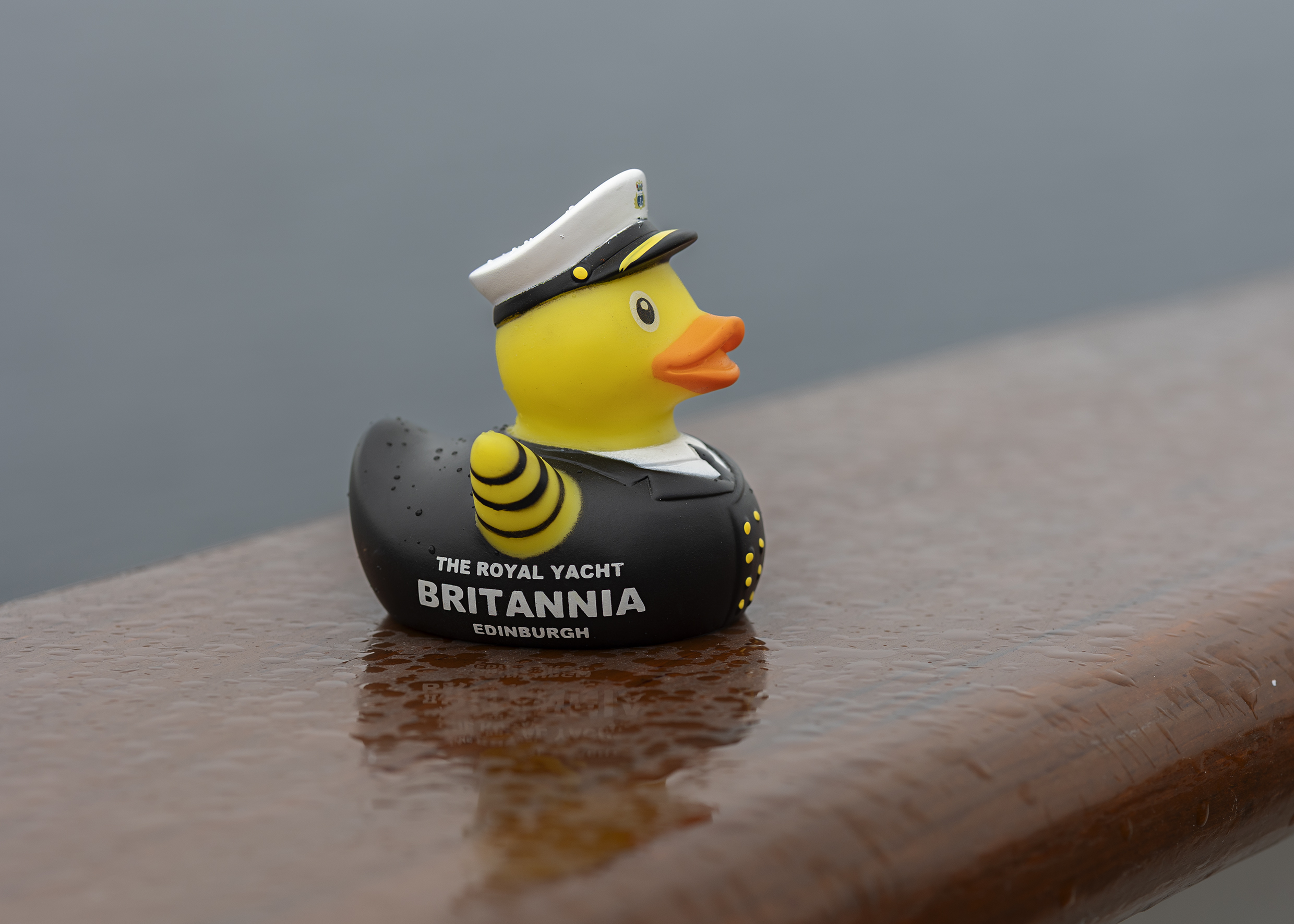 A Britannia Admiral rubber duck on a rainy day in Edinburgh.