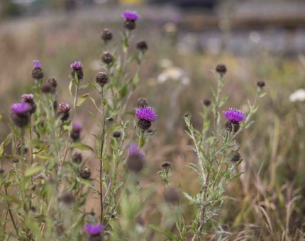 A close up of purple wild flowers. 